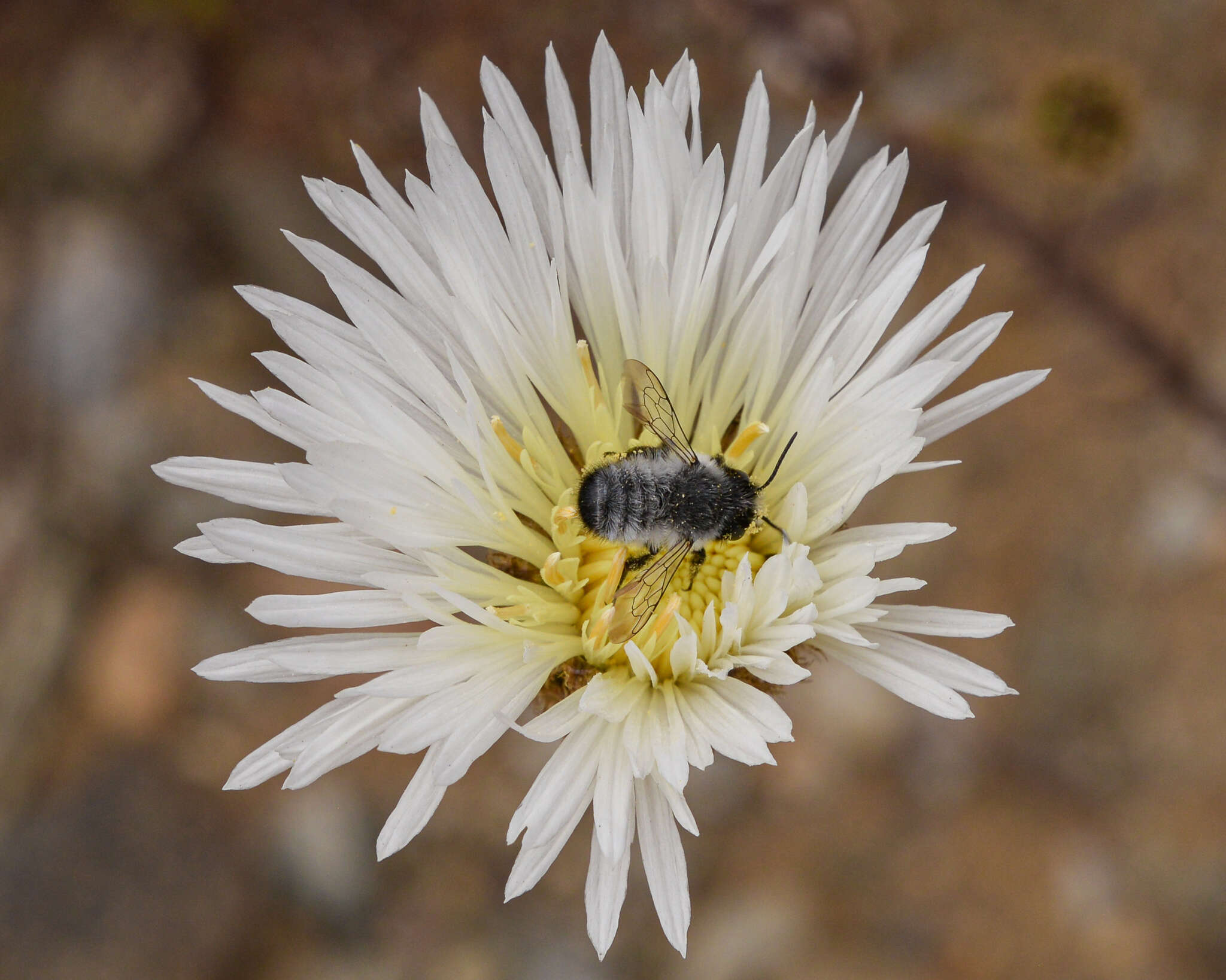 Image of Megachile saulcyi Guérin-Méneville 1845