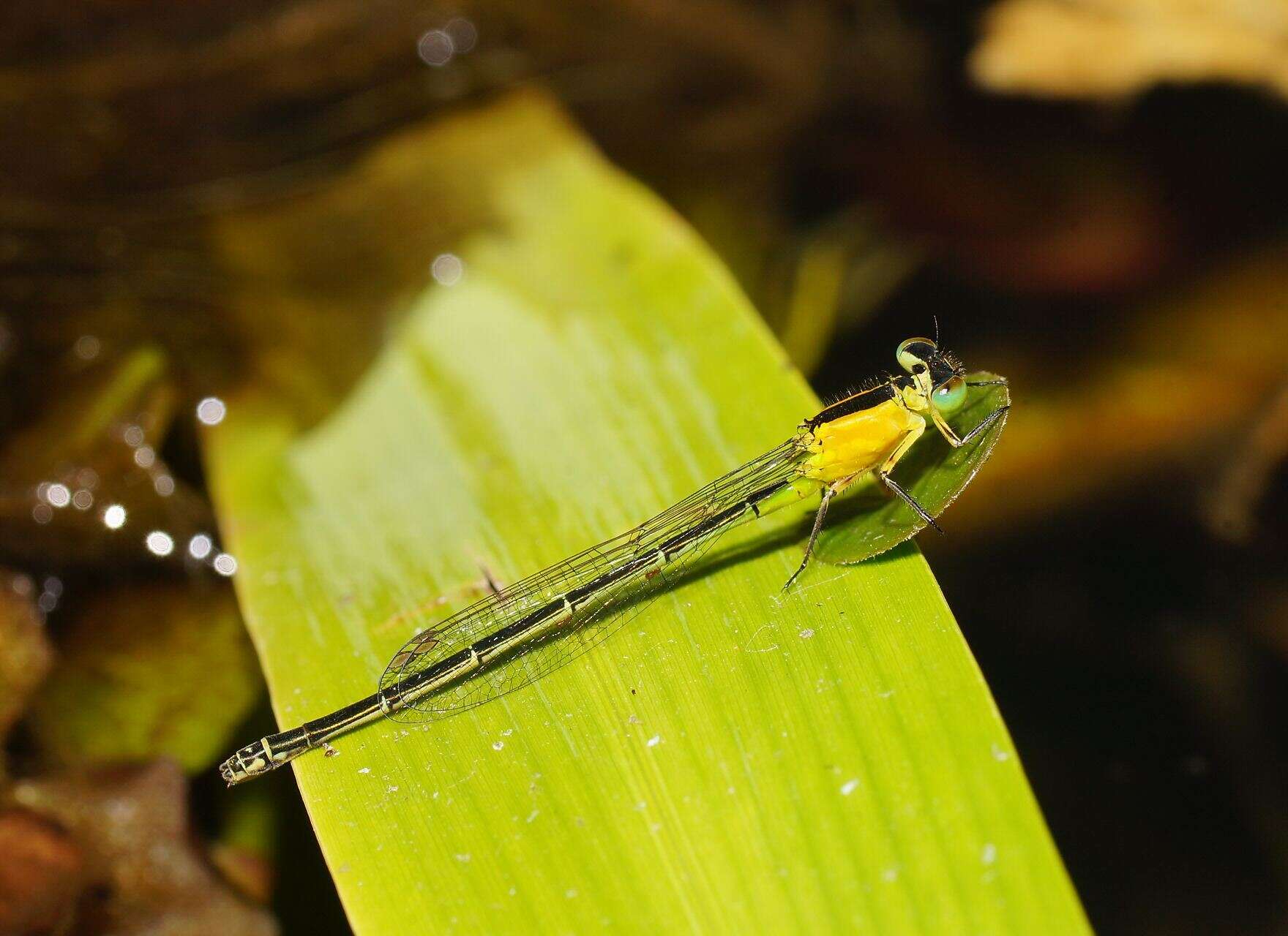 Ischnura pruinescens (Tillyard 1906) resmi