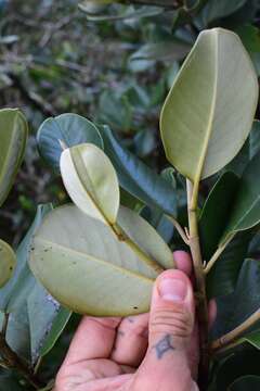 Magnolia pallescens Urb. & Ekman的圖片