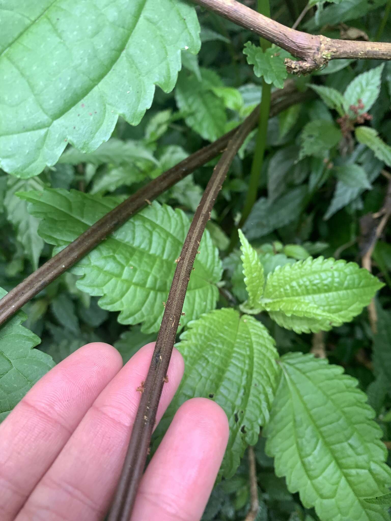 Слика од Cornopteris banajaoensis (C. Chr.) K. Iwats. & M. G. Price