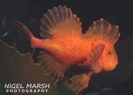 Image of red velvetfishes