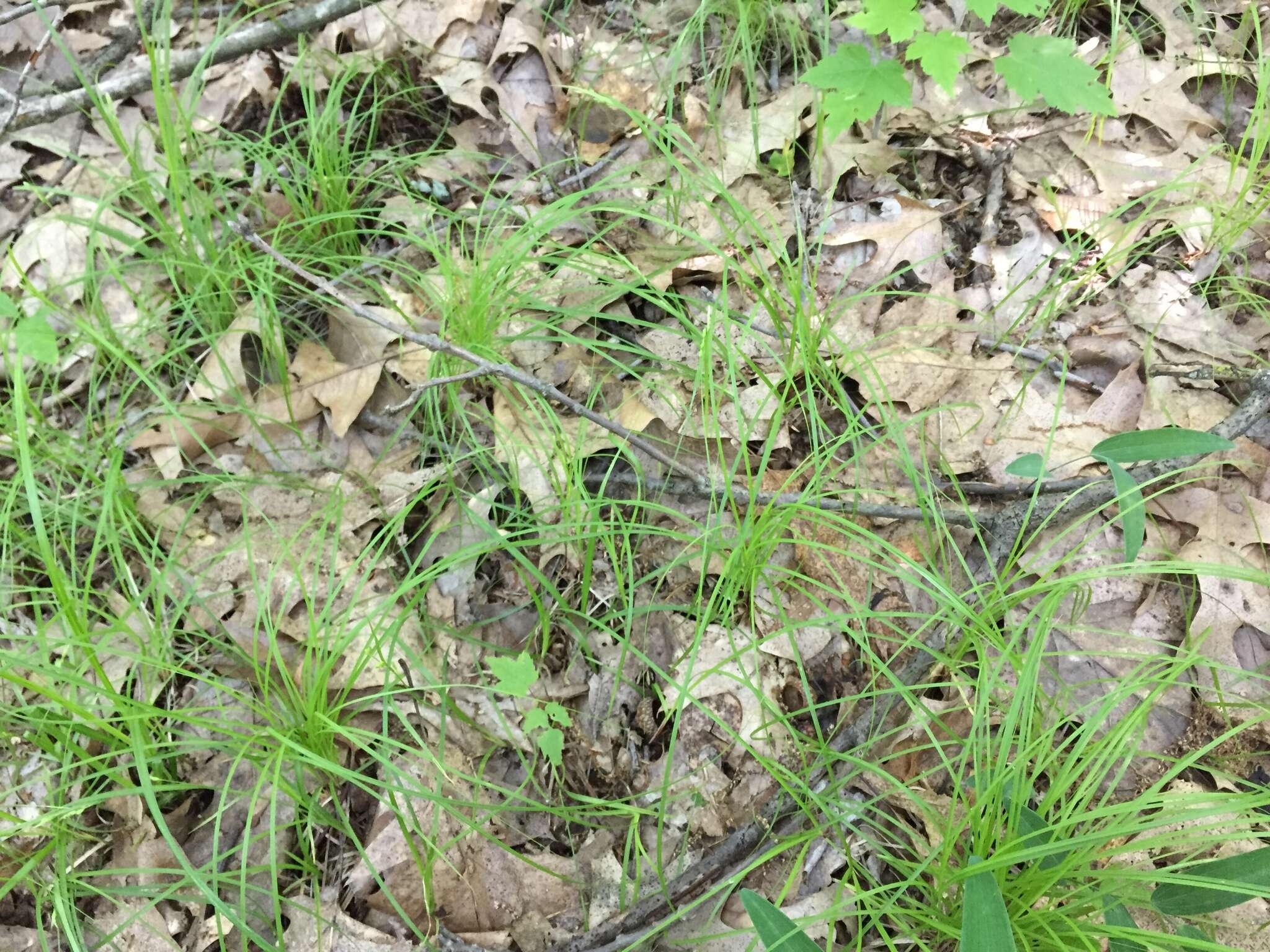 Image of slender woodland sedge