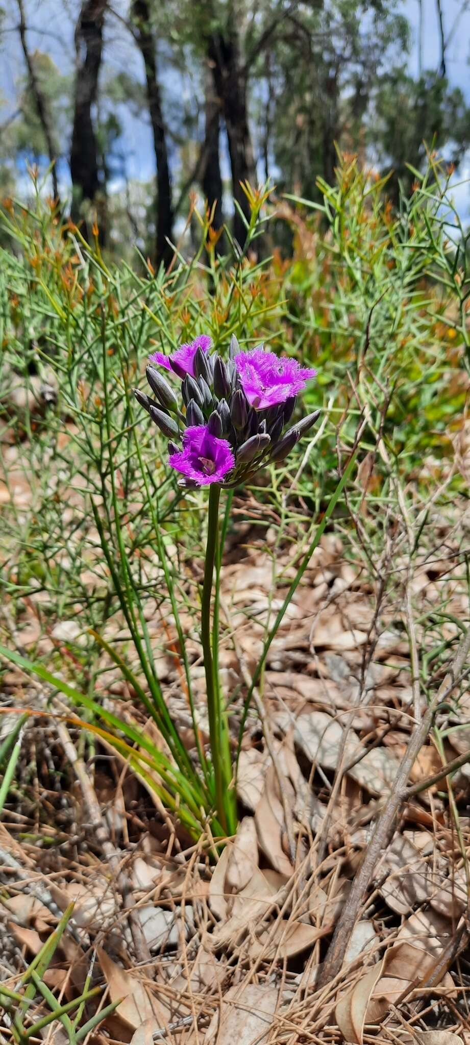 Слика од Thysanotus multiflorus R. Br.