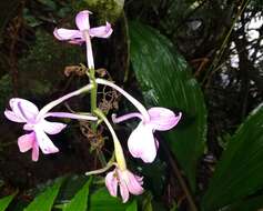 Image of Calanthe sylvatica (Thouars) Lindl.