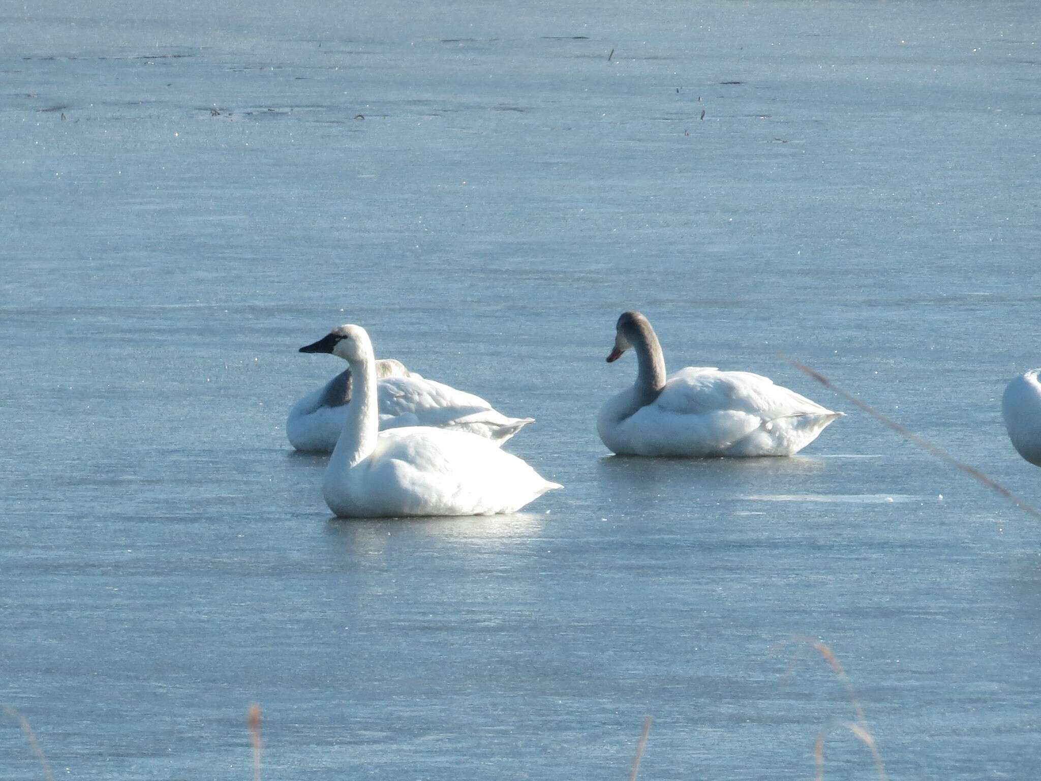 Image de Cygne siffleur