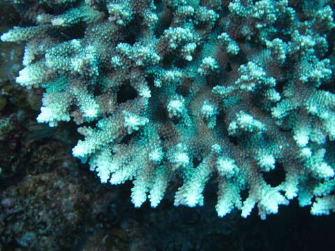 Image de Acropora natalensis Riegl 1995