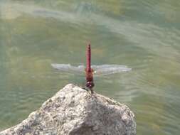 Image of Coastal Glider