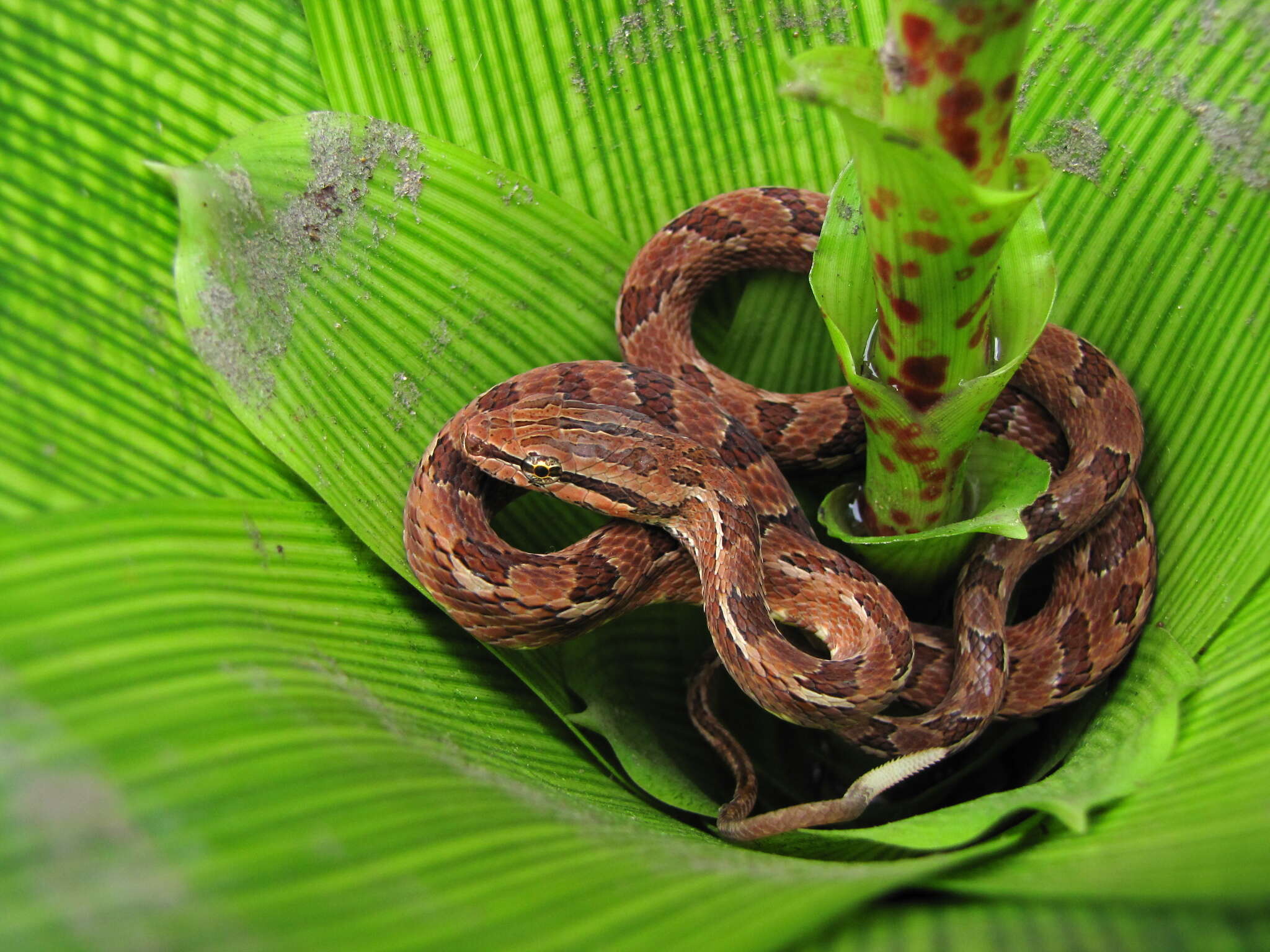 Imagem de Tropidodryas striaticeps (Cope 1870)