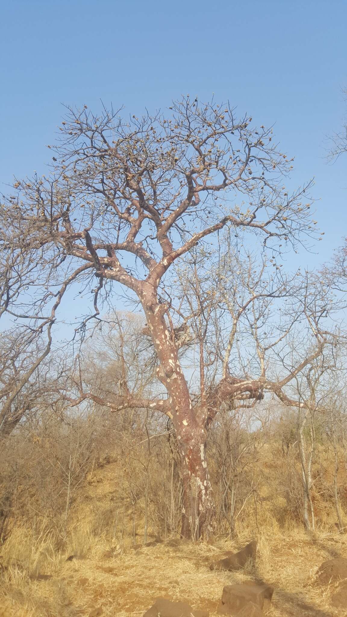 صورة Sterculia quinqueloba (Garcke) K. Schum.