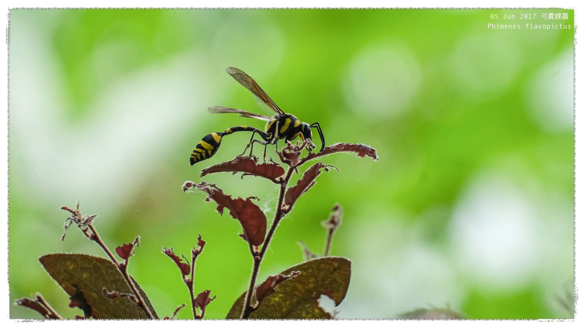 Phimenes flavopictus (Blanchard 1845)的圖片