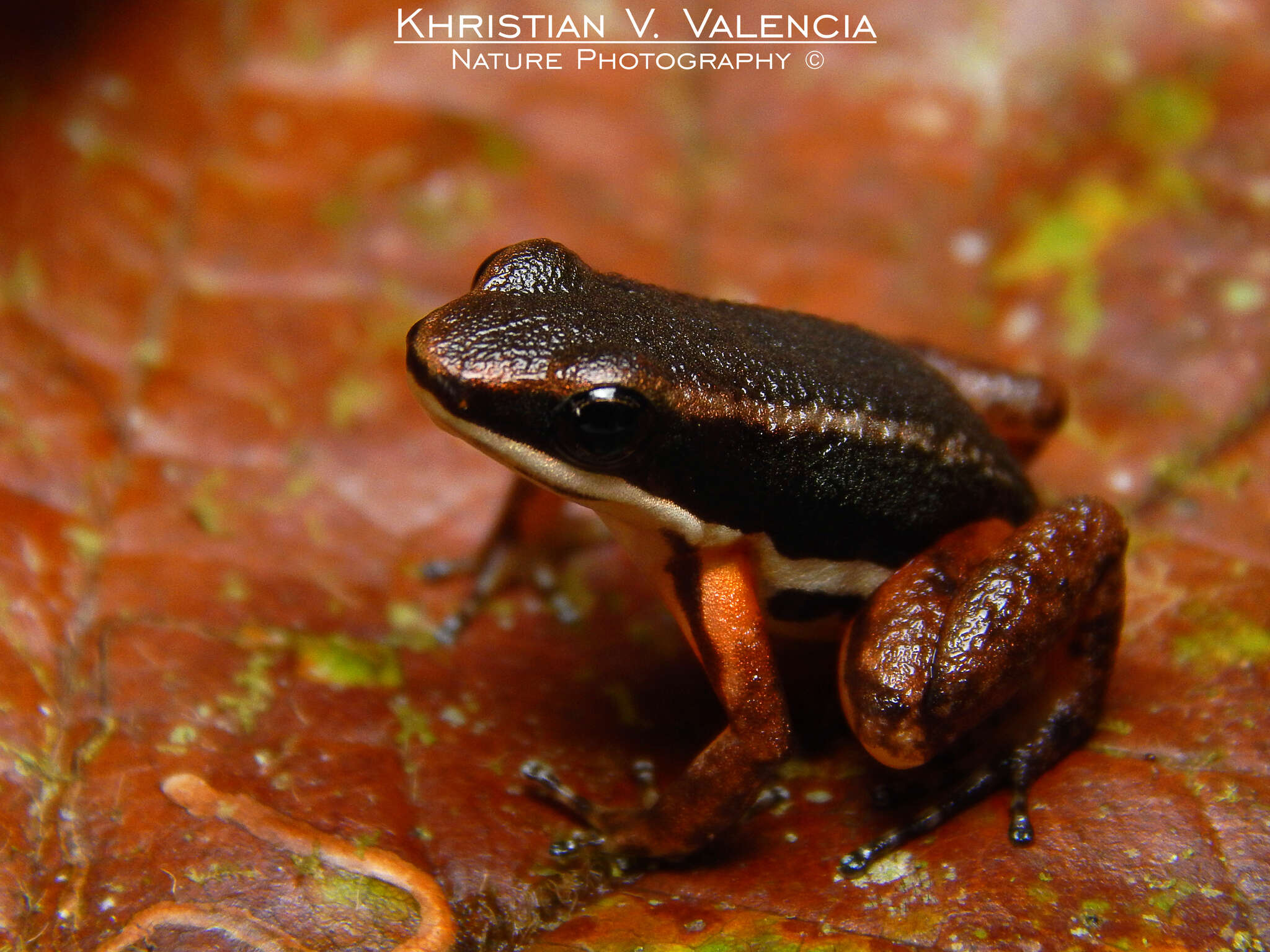 Image of Silverstoneia nubicola (Dunn 1924)