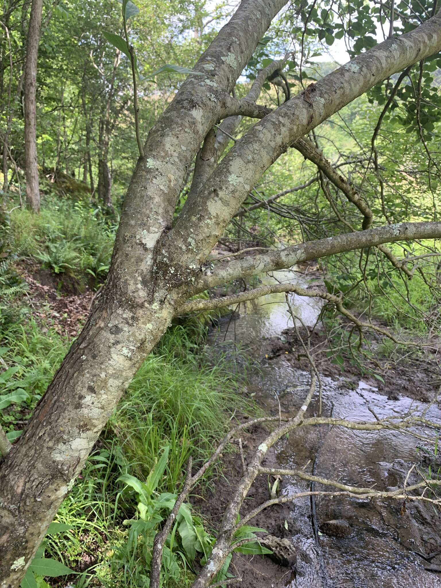 Sivun Crataegus calpodendron (Ehrh.) Medik. kuva