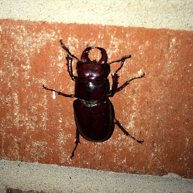 Lucanus (Pseudolucanus) capreolus (Linnaeus 1763)的圖片