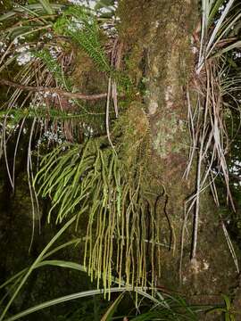 Image of Phlegmariurus varius (R. Br.) A. R. Field & Bostock