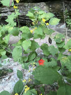 Image of whitehair goldenrod