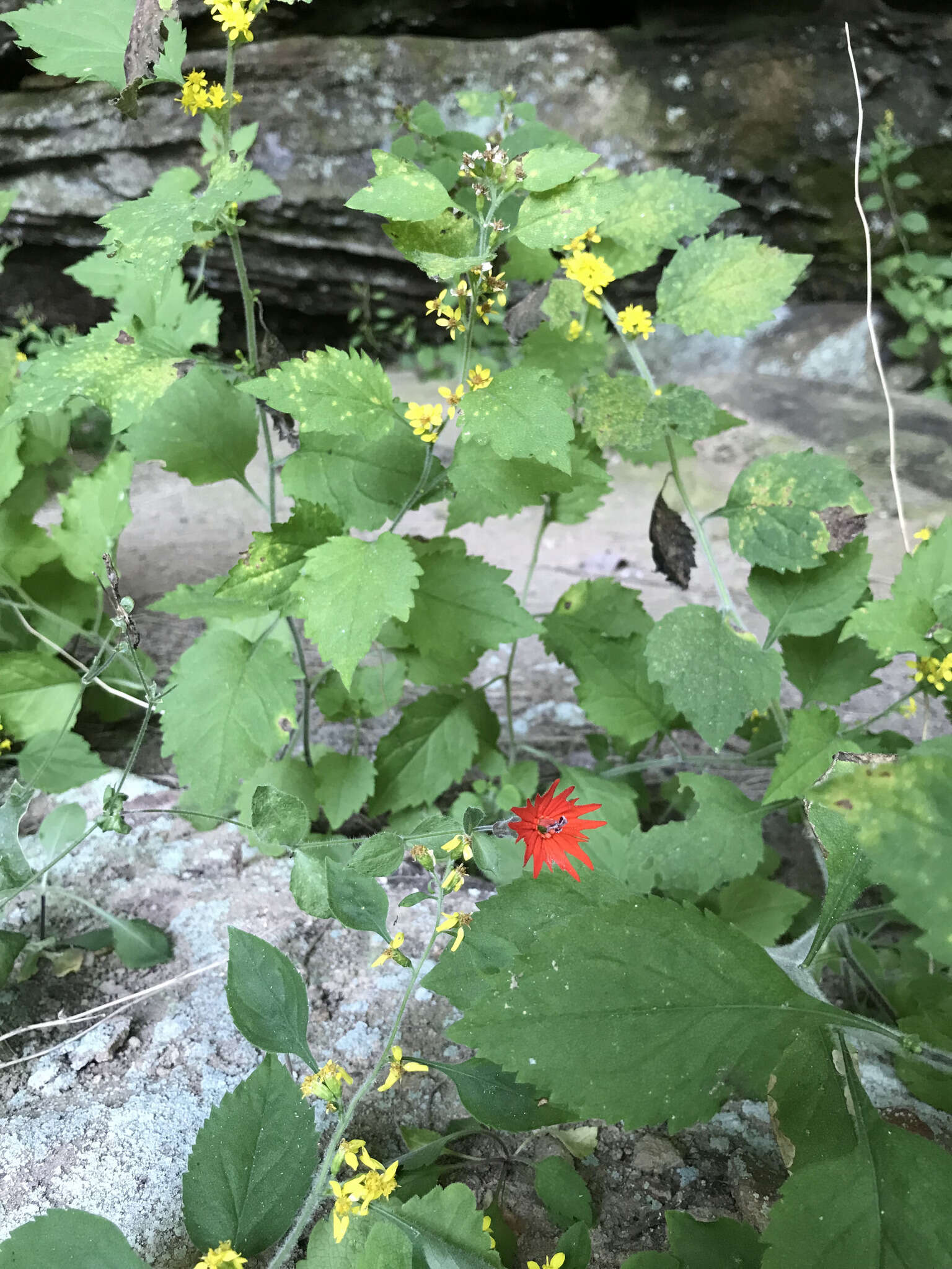 Image of whitehair goldenrod