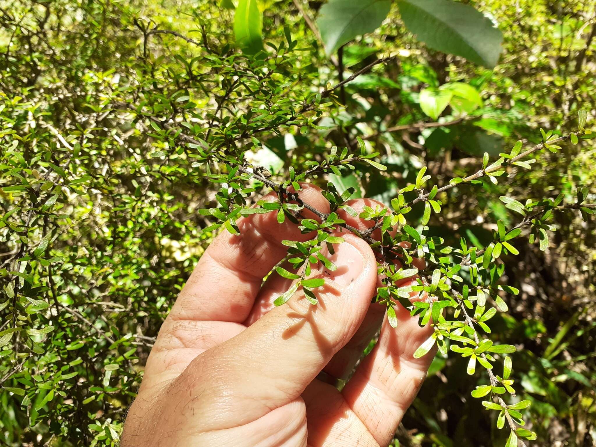 Image of Coprosma cuneata Hook. fil.