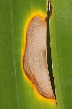 Image of Neocordana musae (Zimm.) M. Hern.-Rest. & Crous 2015