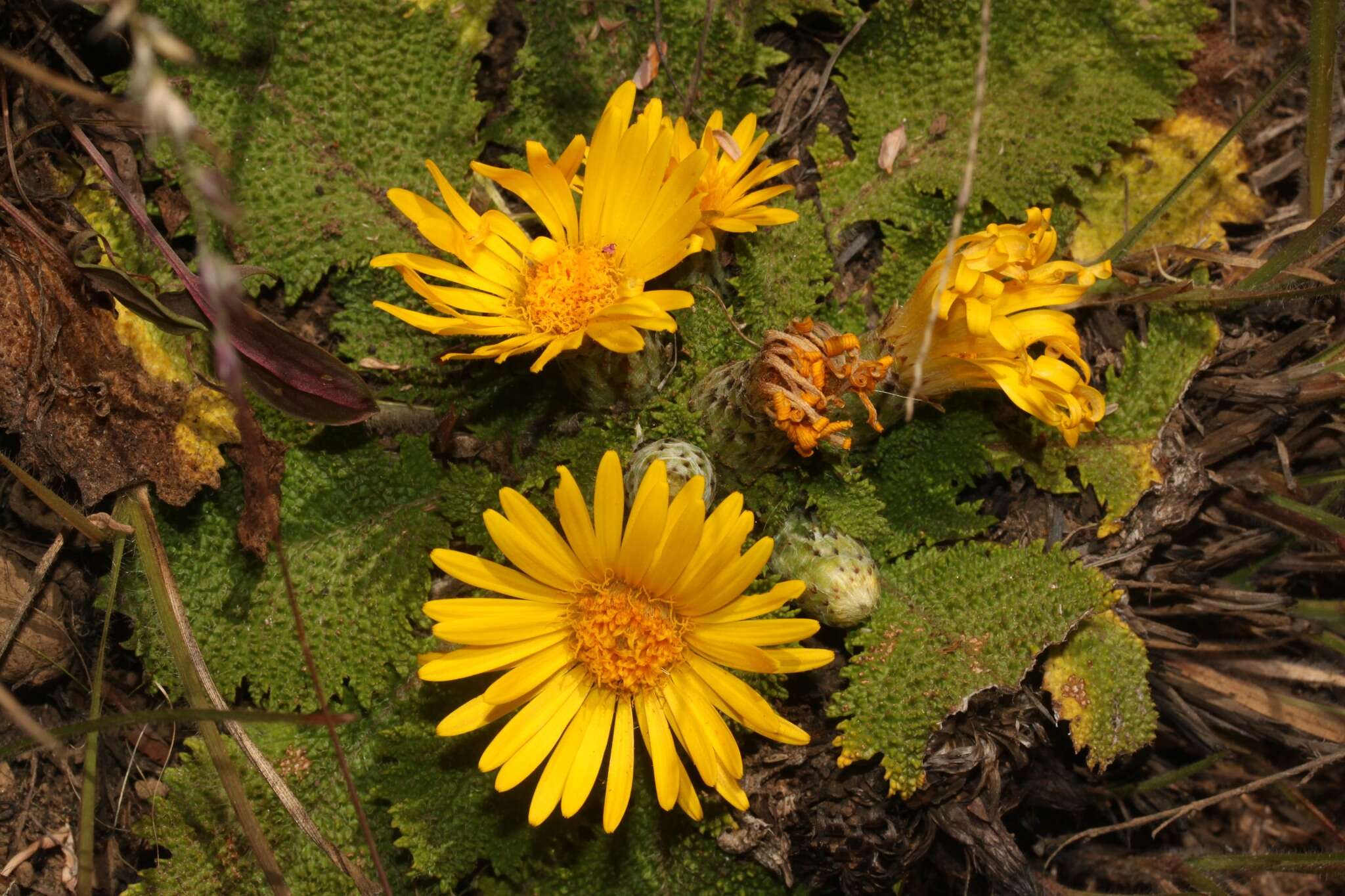 Image of Paranephelius bullatus A. Gray ex Wedd.