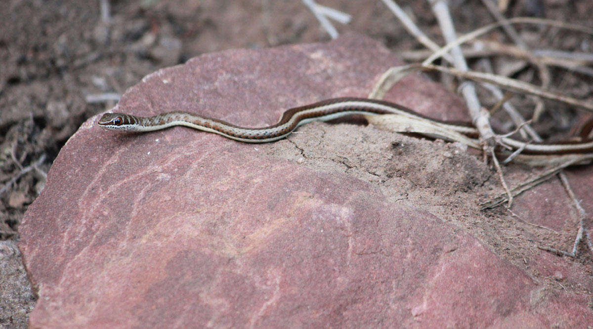Image of Stripe-bellied Sand Snake