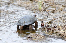 Image of Bog Turtle