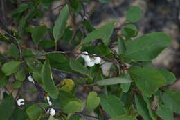 Image of Flueggea virosa subsp. melanthesoides (F. Muell.) G. L. Webster