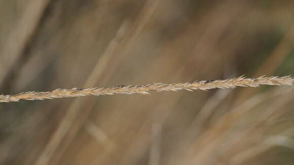 Image of deergrass