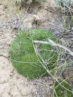 Image of Hooker's sandwort