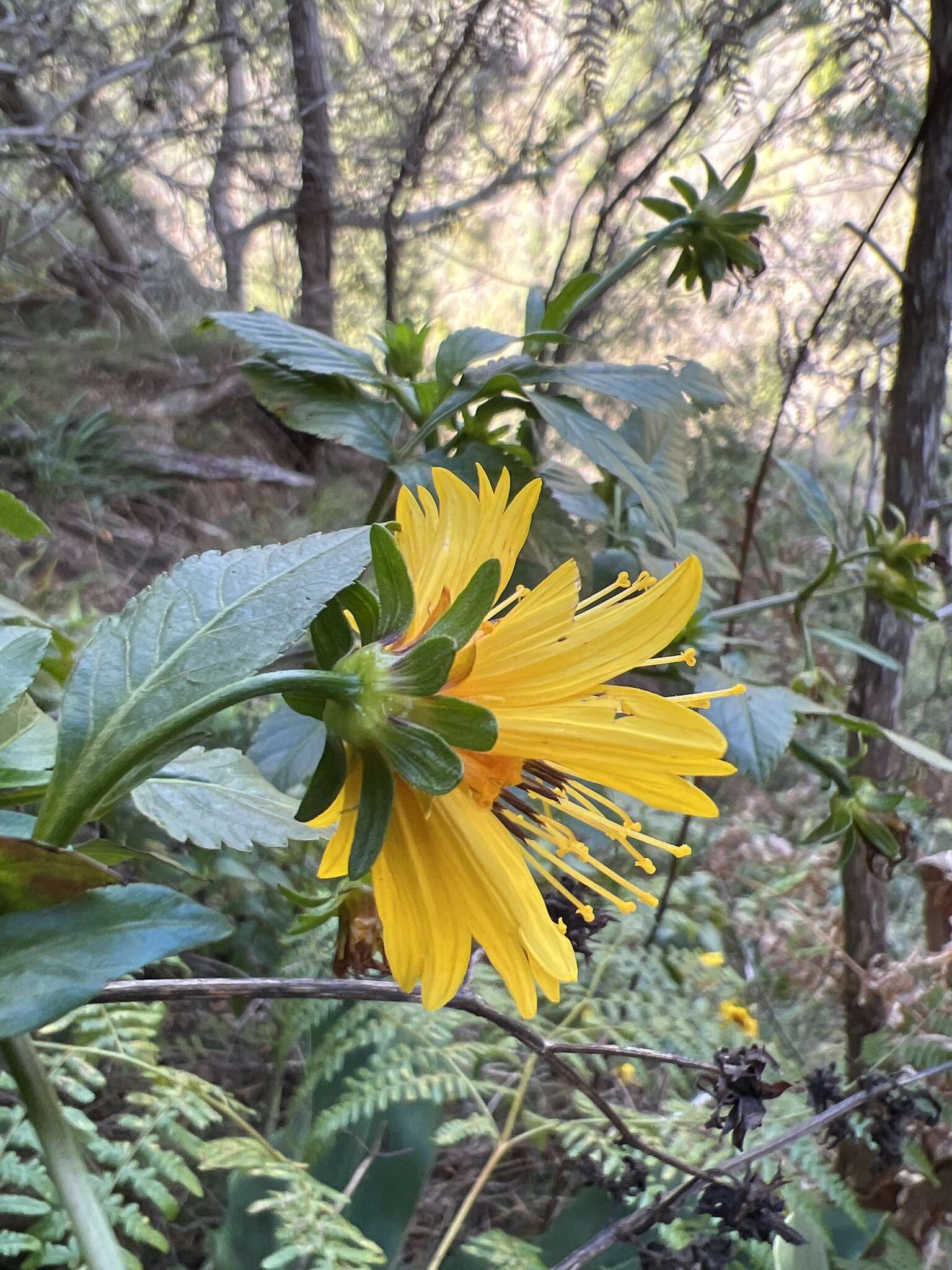 صورة Bidens cosmoides (A. Gray) Sherff