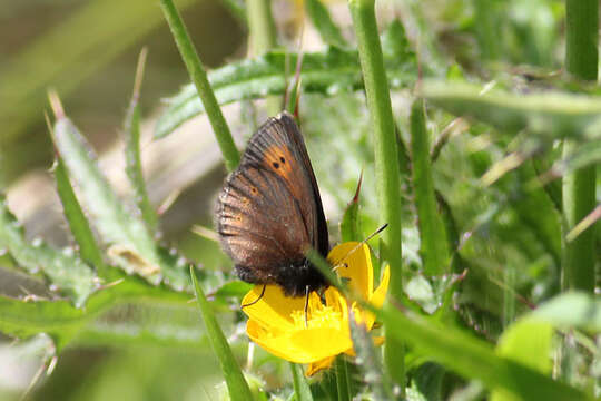 Image of Mountain Ringlet