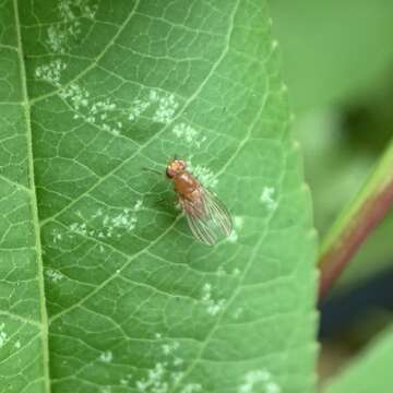 Image of Beach fly