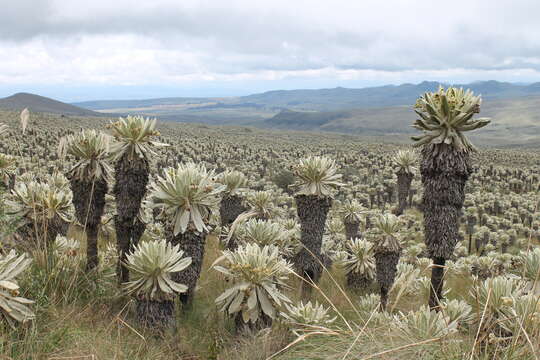 Image of Espeletia pycnophylla Cuatrec.