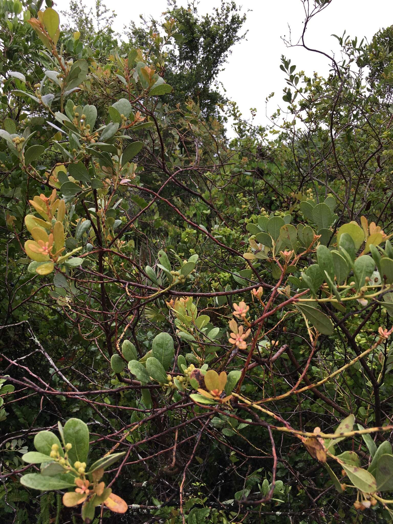 Image of coastal plain staggerbush