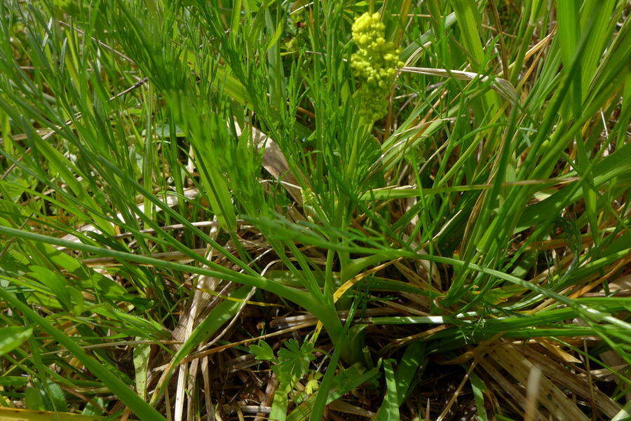 صورة Lomatium bradshawii (Rose ex Mathias) Mathias & Constance