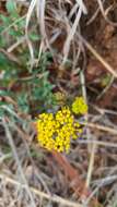 Image of Tauschia decumbens (Benth.) J. M. Coult. & Rose ex Druce