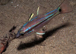 Image of Bridled cardinalfish