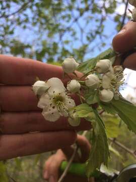 Crataegus coccinioides Ashe resmi