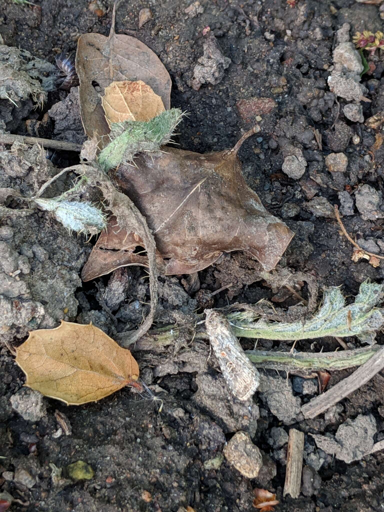 Image of beet armyworm