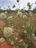 Ptilotus clementii (Farmar) Benl的圖片