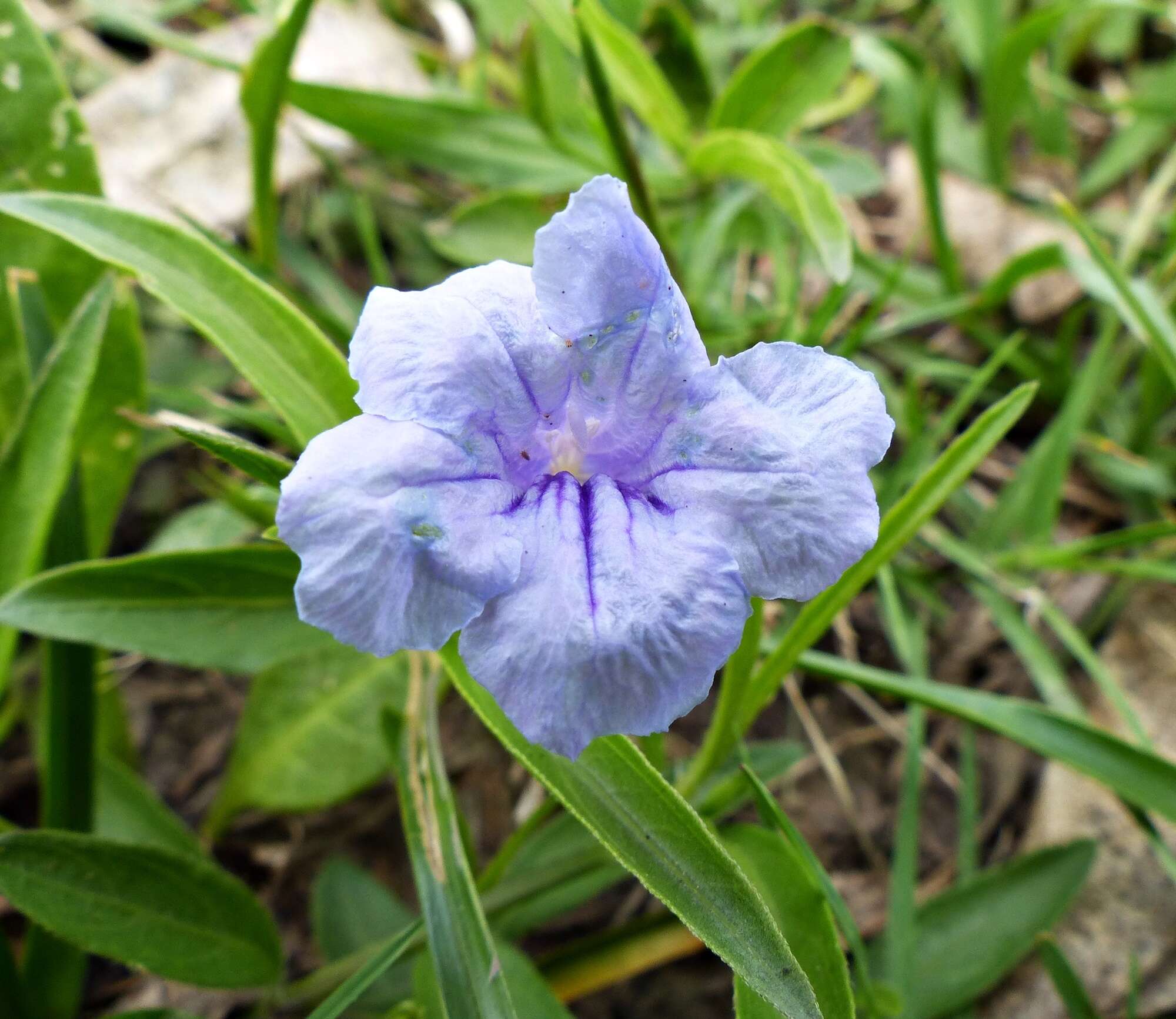 صورة Ruellia erythropus (Nees) Lindau