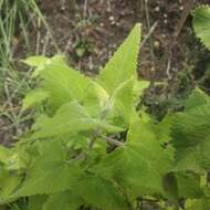 Ageratina deltoidea (Jacq.) R. King & H. Rob.的圖片