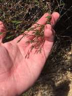 Image of Bolander's knotweed