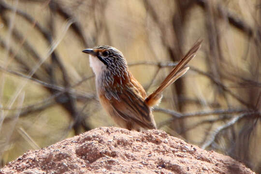 Image of Opalton Grasswren