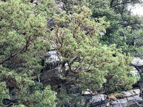 Image of Arizona madrone