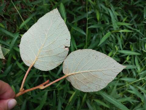 Image de Actinidia chinensis var. setosa H. L. Li