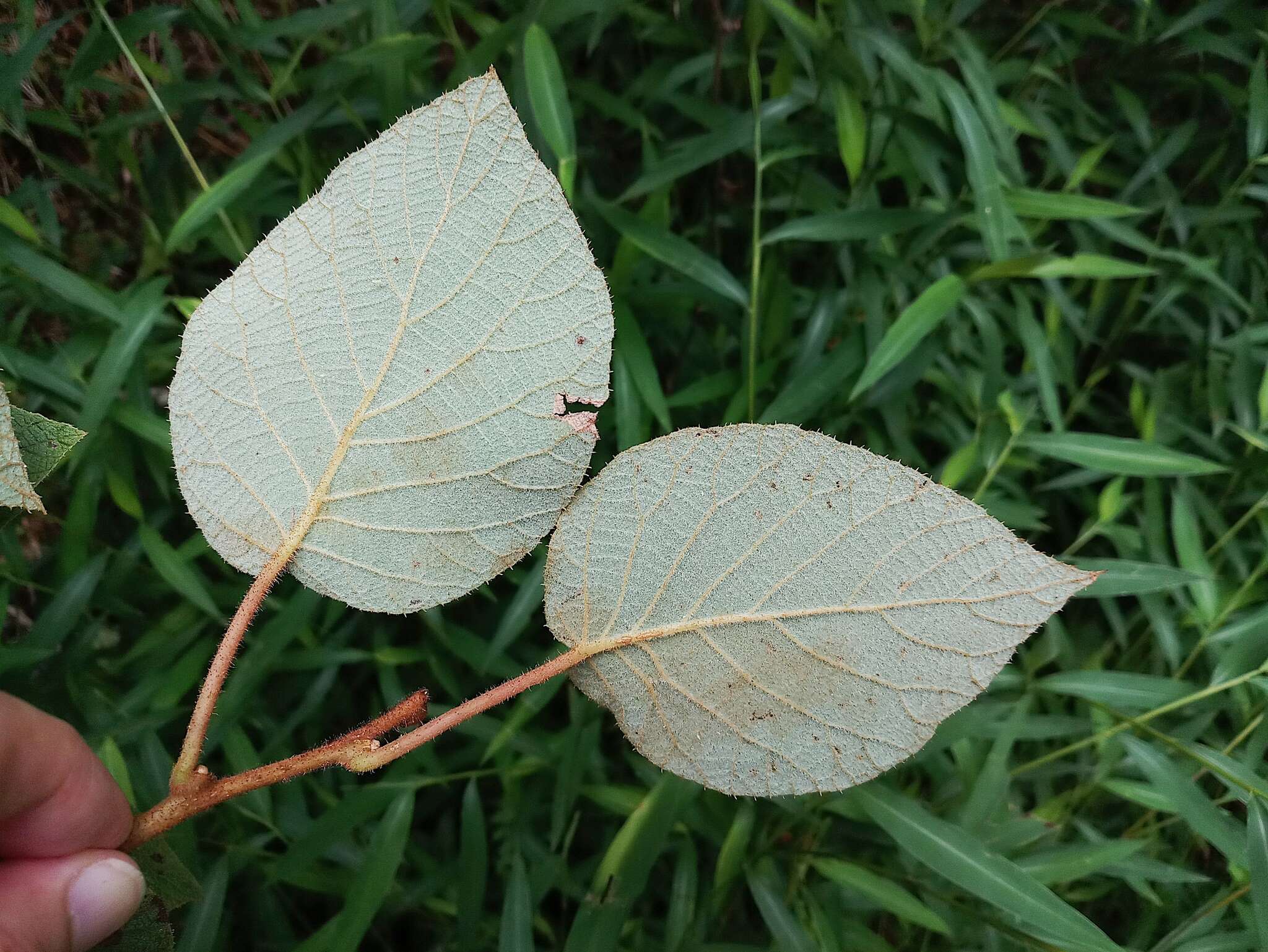 Image of Actinidia chinensis var. setosa H. L. Li