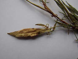 Image of Rumex acetosella subsp. acetoselloides (Balansa) Nijs