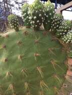 Image of Opuntia megasperma var. mesophytica