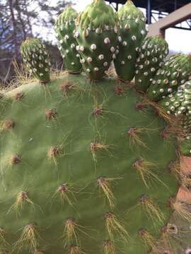 Opuntia megasperma var. mesophytica resmi