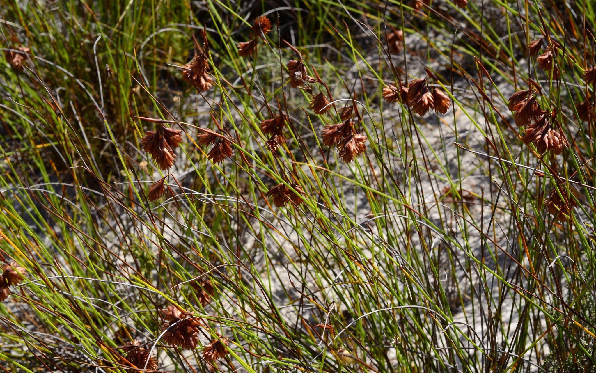 Image of Staberoha banksii Pillans